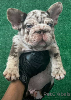 Photo №3. Cute and adorable frenchies puppies available for sale. United States