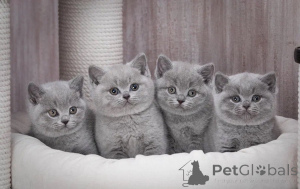 Photo №1. british shorthair - for sale in the city of Milan | 400$ | Announcement № 170352