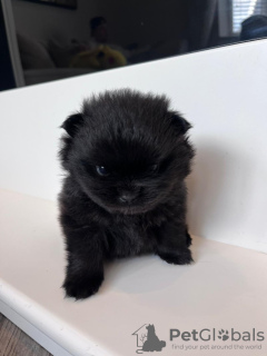 Photo №4. I will sell pomeranian in the city of Флорида Сити. private announcement - price - 400$