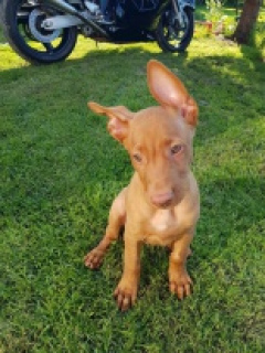Photo №2 to announcement № 7155 for the sale of pharaoh hound - buy in Poland breeder
