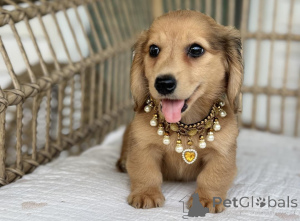 Photo №1. dachshund - for sale in the city of Brno | negotiated | Announcement № 169342