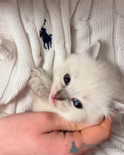 Photo №1. ragdoll - for sale in the city of ALAVUS | negotiated | Announcement № 155403