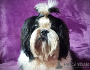 Photo №1. shih tzu - for sale in the city of Долинская | negotiated | Announcement № 17830