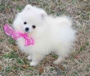 Photo №1. pomeranian - for sale in the city of Dobrich | negotiated | Announcement № 167290