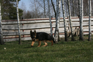 Photo №1. german shepherd - for sale in the city of Minsk | 500$ | Announcement № 2025