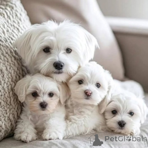 Photo №1. maltese dog - for sale in the city of San Francisco | 500$ | Announcement № 142266
