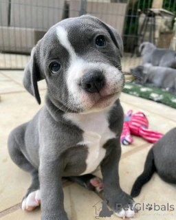 Photo №2 to announcement № 160310 for the sale of american pit bull terrier - buy in Finland private announcement