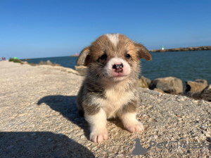 Additional photos: I sell Pembroke corgi puppies