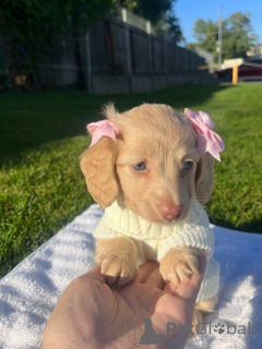 Photo №1. dachshund - for sale in the city of Dusseldorf | negotiated | Announcement № 155816