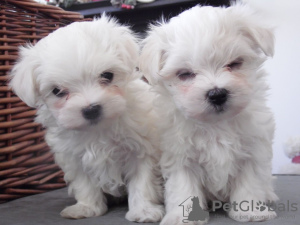Photo №1. maltese dog - for sale in the city of St. Petersburg | 542$ | Announcement № 9983