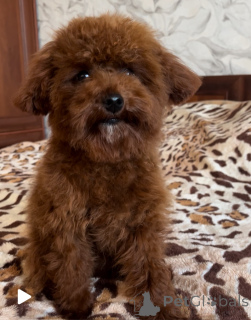 Photo №2 to announcement № 155618 for the sale of non-pedigree dogs - buy in Ukraine private announcement, from nursery, breeder