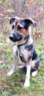 Photo №1. non-pedigree dogs - for sale in the city of Moscow river | Is free | Announcement № 155102