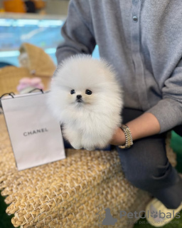 Photo №3. Toilet trained pomeranian. Belgium