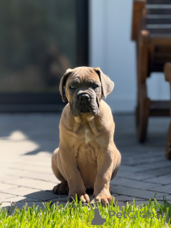 Photo №1. cane corso - for sale in the city of Hamburg | negotiated | Announcement № 152349