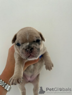 Photo №3. Full Kennel club registered pedigree French bull dog puppies. United States