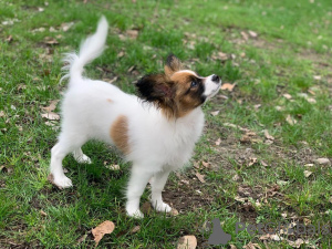 Additional photos: CONTINENTAL TOY SPANIEL/PAPILLON