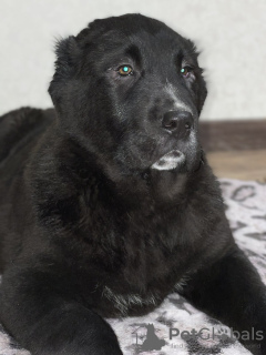 Photo №1. central asian shepherd dog - for sale in the city of Poltava | negotiated | Announcement № 9137