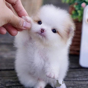 Photo №3. Pomeranian Puppies hand raised in our holistic home with tender loving care,. Belgium