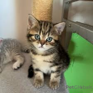 Photo №2 to announcement № 165921 for the sale of european shorthair - buy in France private announcement, breeder