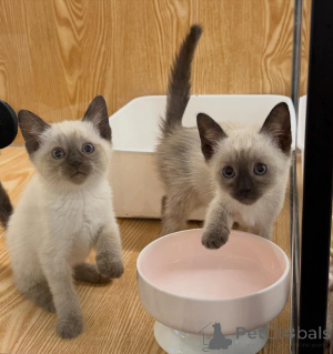 Photo №1. siamese cat - for sale in the city of Aalborg | negotiated | Announcement № 167235