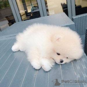 Photo №2 to announcement № 11107 for the sale of pomeranian - buy in Saudi Arabia private announcement