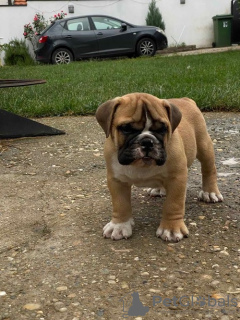 Additional photos: English bulldog