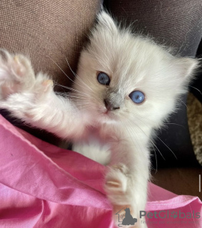 Photo №4. I will sell ragdoll in the city of Гамбург. private announcement, breeder - price - 300$