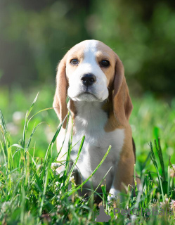 Photo №1. beagle - for sale in the city of Querfurt | 423$ | Announcement № 103664