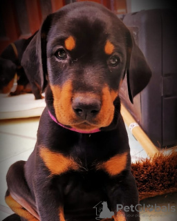 Photo №1. dobermann - for sale in the city of Stockholm | 475$ | Announcement № 78823