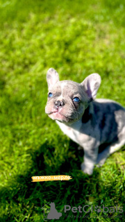 Photo №1. french bulldog - for sale in the city of Лиер | 2113$ | Announcement № 44731