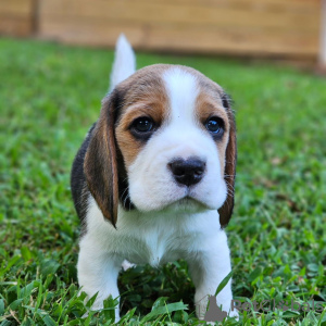 Additional photos: Beautiful tricolor beagle puppies.