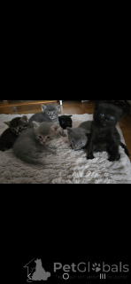 Photo №3. Mi siamese mi Persian kitten. Switzerland