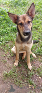 Photo №2 to announcement № 146140 for the sale of non-pedigree dogs - buy in Russian Federation 