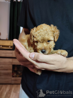 Additional photos: Yorkiepoo (York & Toy Poodle) puppy with pedigree.