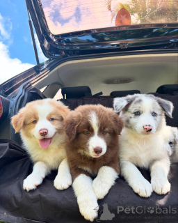 Photo №2 to announcement № 159497 for the sale of border collie - buy in Germany breeder