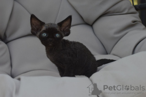 Photo №2 to announcement № 119944 for the sale of devon rex - buy in Germany private announcement, breeder