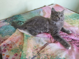 Photo №2 to announcement № 3105 for the sale of maine coon - buy in Ukraine private announcement