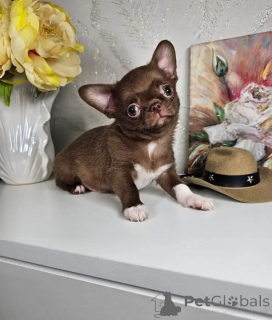 Photo №2 to announcement № 165178 for the sale of chihuahua - buy in Germany 
