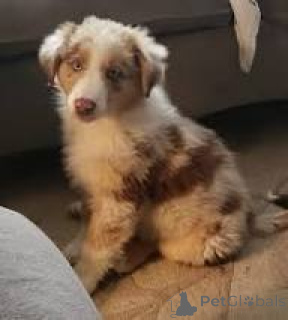 Photo №2 to announcement № 169382 for the sale of australian shepherd - buy in Finland private announcement, breeder