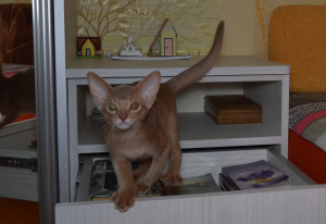 Photo №1. abyssinian cat - for sale in the city of Grodno | 615$ | Announcement № 6981