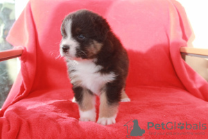 Photo №1. australian shepherd - for sale in the city of Роттердам | Is free | Announcement № 93077