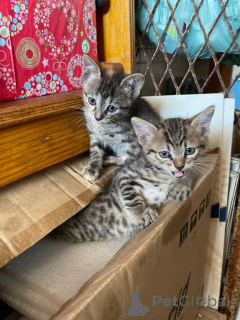 Photo №2 to announcement № 161096 for the sale of european shorthair - buy in Sweden breeder