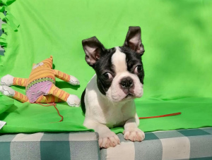 Photo №1. boston terrier - for sale in the city of St. Petersburg | 455$ | Announcement № 2851