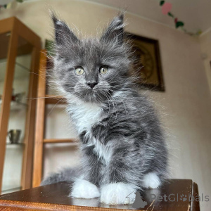 Photo №4. I will sell maine coon in the city of Helsinki. breeder - price - 723$