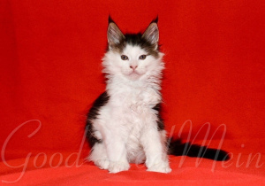 Photo №1. maine coon - for sale in the city of St. Petersburg | negotiated | Announcement № 6345