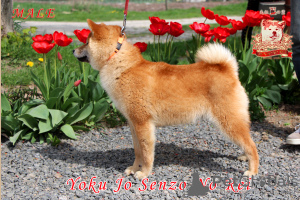 Additional photos: Shiba Inu male with FCI documents