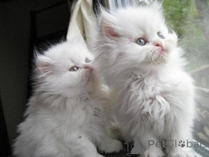 Photo №1. persian cat - for sale in the city of Gelsenkirchen | negotiated | Announcement № 169478