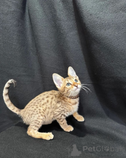 Photo №1. savannah cat - for sale in the city of Kerpen | 465$ | Announcement № 166299
