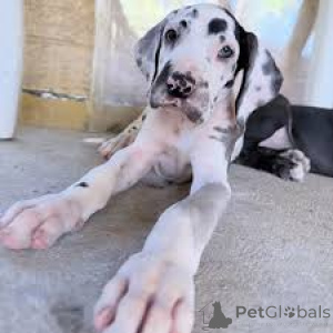 Photo №2 to announcement № 164703 for the sale of great dane - buy in Finland private announcement, breeder