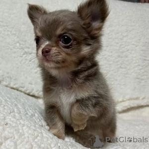 Photo №1. non-pedigree dogs - for sale in the city of Paris | negotiated | Announcement № 167149